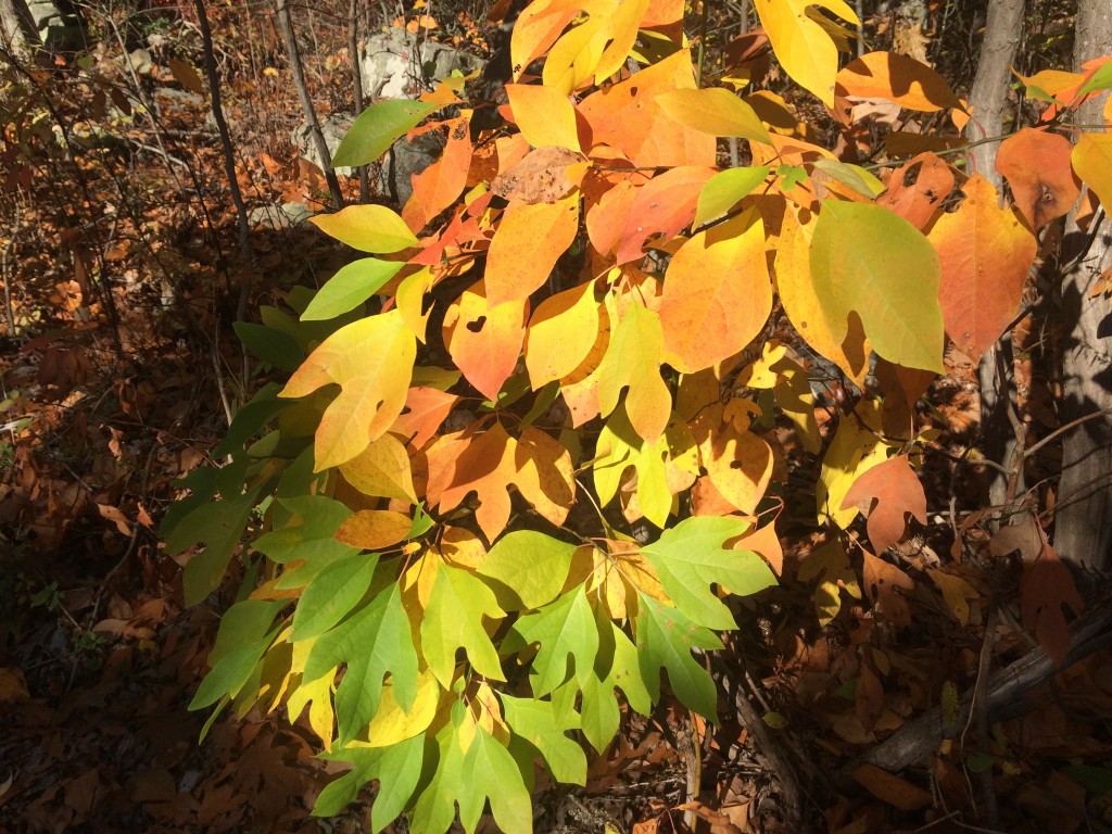 Land Acknowledgment | Merrohawke Nature School